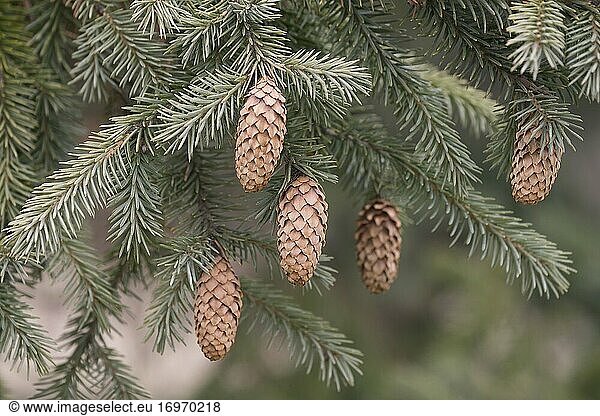 Purpurzapfenfichte (Picea purpurea). Hybrid zwischen Picea likiangensis und Picea wilsonii wahrscheinlich. Synonym: Picea likiangensis Purpurea.