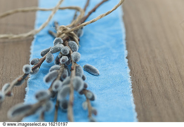 Pussy willow twigs on cloth