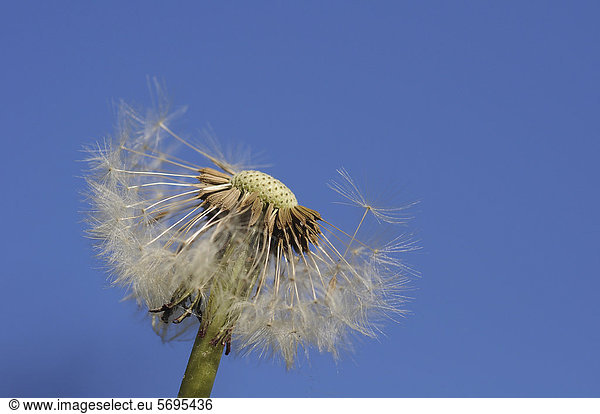Pusteblume Löwenzahn (Taraxacum officinale)