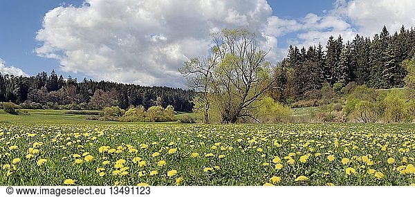 Pusteblumenwiese im Morsbachtal  Emsing  Titting  Naturpark AltmÃ¼hltal  Bayern  Deutschland  Europa