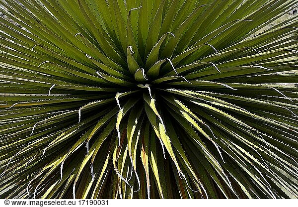 Puya raimondii  auch Riesenbromelie  Detail  Cordillera Blanca  Provinz Recuay  Peru  Südamerika