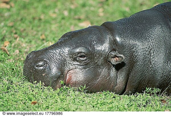 Pygmy Hippopotamus (Choeropis liberiensis)  Zwergflusspferd (Hexaprotodon liberiensis) (Afrika) (Säugetiere) (mammals) (Huftiere) (Paarhufer) (cloven-hoofed animals) (außen) (outdoor) (Porträt) (portrait) (seitlich) (side) (Querformat) (horizontal) (adult) (Entspannung) (relaxing) (schlafen) (sleeping)
