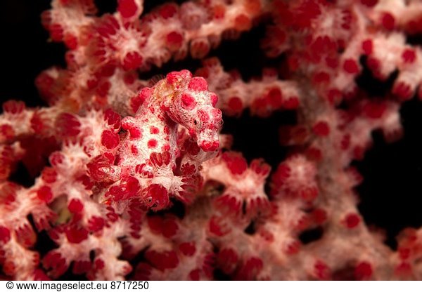 Pygmy sea horse on soft coral.