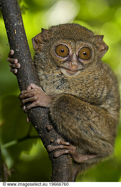 Pygmy tarsier monkey (Tarsius pumilus)  Indonesia