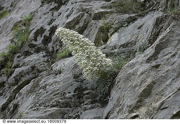 Pyrenean saxifrage (Saxifraga longifolia)  Royal Saxifrage  Saxifrage family  Pyrenean Saxifrage flowering  on rocky slope