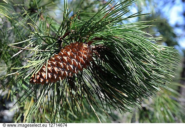 Pyreneean pine (Pinus nigra salzmannii) is a coniferous tree native to Spain  southern France and north Africa. Cones and leaves detail. This photo was taken in Sierra de Cazorla Natural Park  Jaen province  Andalucia  Spain.