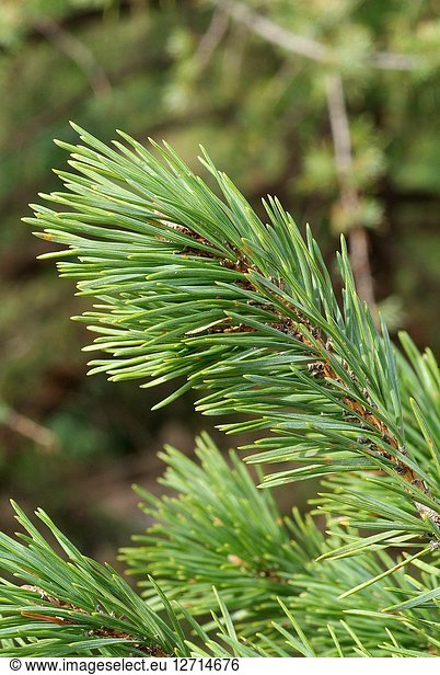 Pyreneean pine (Pinus nigra salzmannii) is a coniferous tree native to Spain  southern France and north Africa. Leaves detail. This photo was taken in Sierra de Cazorla Natural Park  Jaen province  Andalucia  Spain.