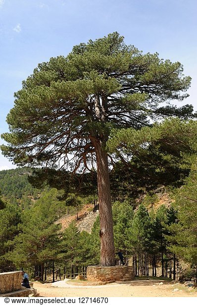 Pyreneean pine (Pinus nigra salzmannii) is a coniferous tree native to Spain  southern France and north Africa. Singular Pino del Escobon. This photo was taken near Linares de Mora  Teruel province  Aragon  Spain.