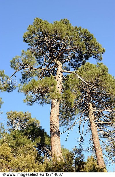 Pyreneean pine (Pinus nigra salzmannii) is a coniferous tree native to Spain  southern France and north Africa. This photo was taken in Sierra de Cazorla Natural Park  Jaen province  Andalucia  Spain.