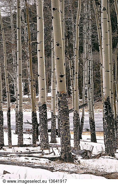 Quaking Aspen (Populus tremuloides) bark gnawed by Elk (Cervus elaphus) in winter; this large amount of damage indicates Elk overpopulation; Horseshoe Park  Rocky Mountain National Park  Colorado  USA.