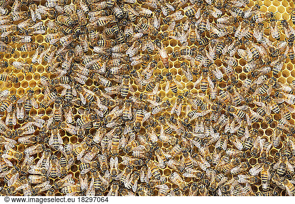 Queen bee surrounded by worker bees