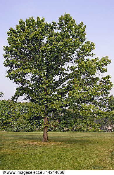 Quercus palustris  Pin oak or Swamp Spanish oak