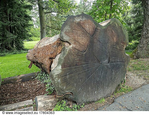 Querschnitt von einem gefällten Bergmammutbaum (Sequoidandron giganteum)  Riesenmammutbaum  Arboretum  Insel Mainau  Konstanz  Baden-Württemberg  Deutschland  Europa