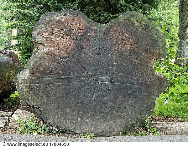 Querschnitt von einem gefällten Bergmammutbaum (Sequoidandron giganteum)  Riesenmammutbaum  Arboretum  Insel Mainau  Konstanz  Baden-Württemberg  Deutschland  Europa