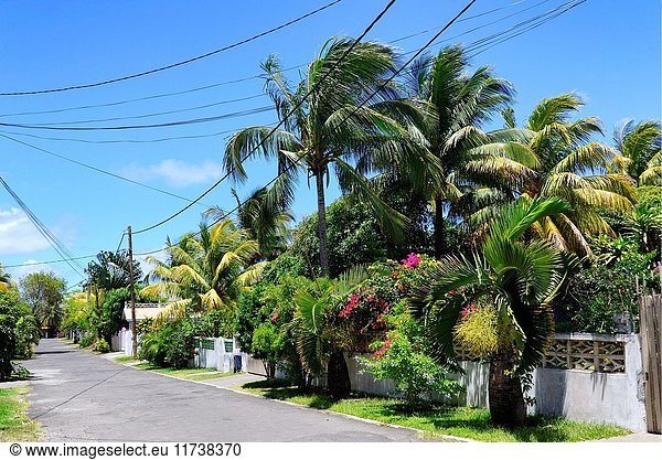Quiet street in trees and plants  Blue Bay  Grand Port district  Mauritius  Africa