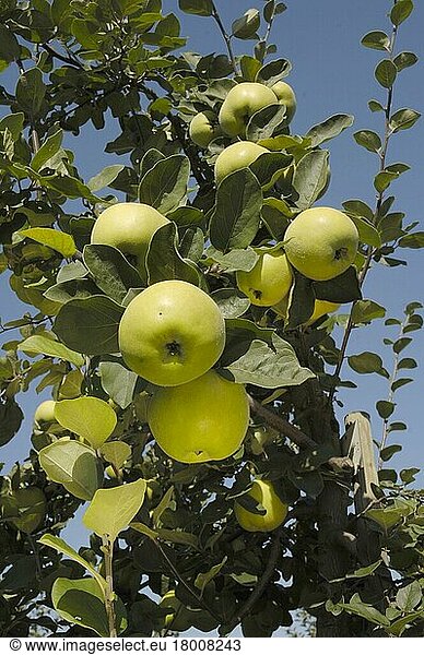 Quince Konstantinopel' on tree  Apfelquitten (Cydonia oblonga) Kontstantinopel' am Baum
