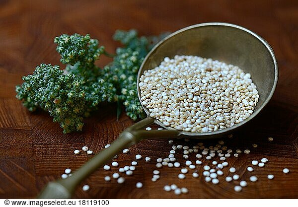Quinoa in brass ladle  fruiting quinoa plant  Chenopodium quinoa