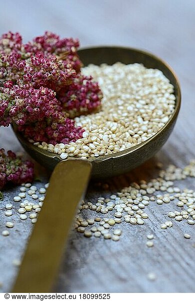 Quinoa in Kelle und reifer Quinoa-Zweig  Chenopodium quinoa