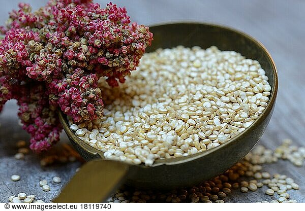 Quinoa in Kelle und reifer Quinoa-Zweig  Chenopodium quinoa