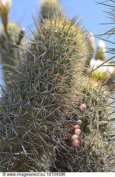 Quintral del Quisco (Tristerix aphyllus) fruiting on cacti (Echinopsis chiloensis) Loranthaceae cactus parasite Valle del Encanto ca. From Ovalle IV Region of Coquimbo Chile