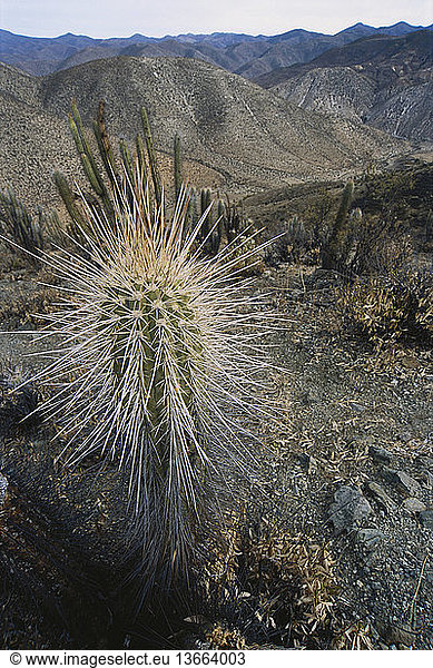 Quisco cactus (Echinopsis chilensis) near Reserva Nacional Las Chinchillas Chile.