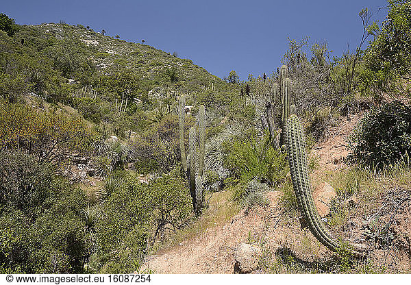 Quisco (Echinopsis chiloensis)  Area Palmas de Ocoa  National Park La Campana - V Region of Valparaiso - Chile