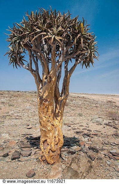 Quiver (Aloe dichotoma). Namibia. Africa