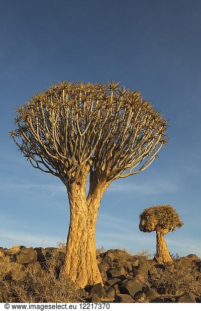 Quiver tree (Aloe dichotoma). Formerly the hollowed out branches of these trees were used as quivers by the Bushmen. Quiver Tree forest near Keetmanshoop, Namibia.