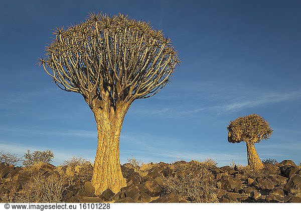 Quiver tree (Aloe dichotoma). Formerly the hollowed out branches of these trees were used as quivers by the Bushmen. Quiver Tree forest near Keetmanshoop,  Namibia.