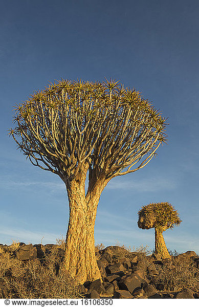 Quiver tree (Aloe dichotoma). Formerly the hollowed out branches of these trees were used as quivers by the Bushmen. Quiver Tree forest near Keetmanshoop,  Namibia.