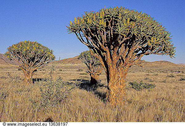 Quiver tree (Aloe dichotoma) near Solitaire Namibia.
