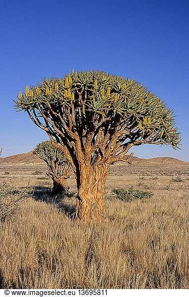 Quiver tree (Aloe dichotoma) near Solitaire  Namibia.