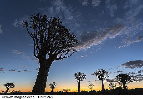 Quiver tree at sunset (kokerboom) (Aloidendron dichotomu) (formerly Aloe dichotoma),  Quiver Tree Forest,  Keetmanshoop,  Namibia,  Africa