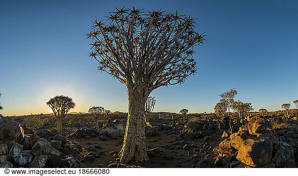 Quiver tree forest (Aloe dichotoma)  at sunset  Namibia