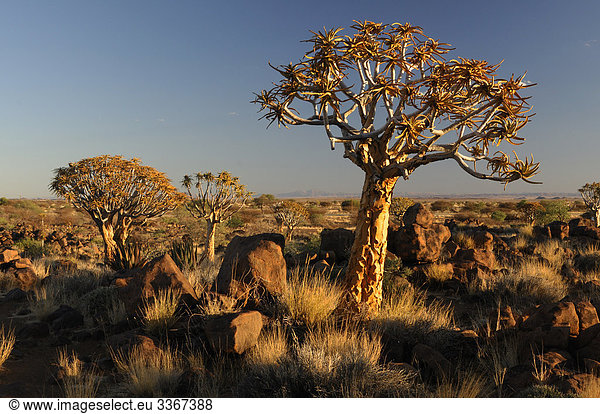 Quiver Tree Forest  Aloe Dichotoma  Köcherbäume  Keetmanshoop  Region Karas  Namibia Afrika  Landschaft  Landschaften  Natur  dusk