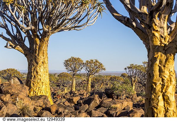 Quiver tree forest (Aloe dichotoma) Keetmanshoop Namibia Africa.
