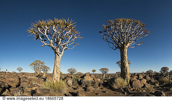 Quiver tree forest (Aloe dichotoma)  Namibia
