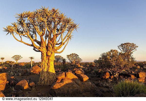 Quiver tree forest at sunset Keetmanshoop Namibia Africa.