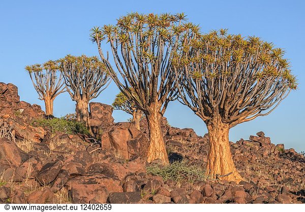 Quiver Tree Forest  Keetmanshoop  Namibia  Africa.