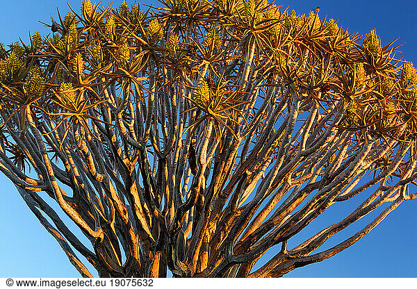 Quiver Tree Forest  Keetmanshoop  Southern Namibia  Africa