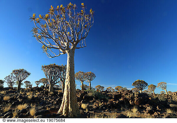 Quiver Tree Forest  Keetmanshoop  Southern Namibia  Africa