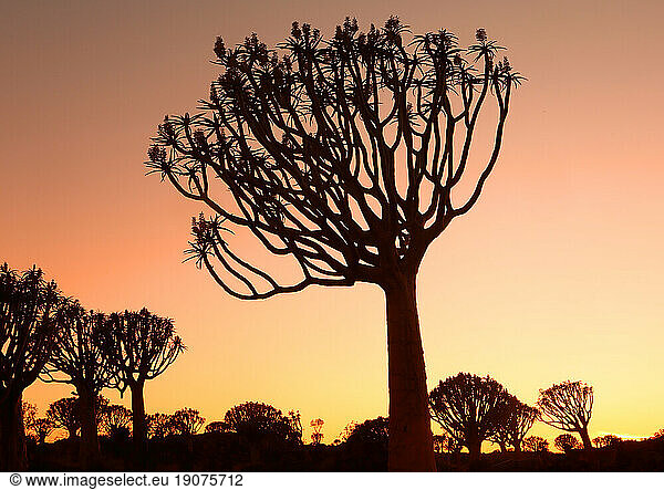 Quiver Tree Forest  Keetmanshoop  Southern Namibia  Africa
