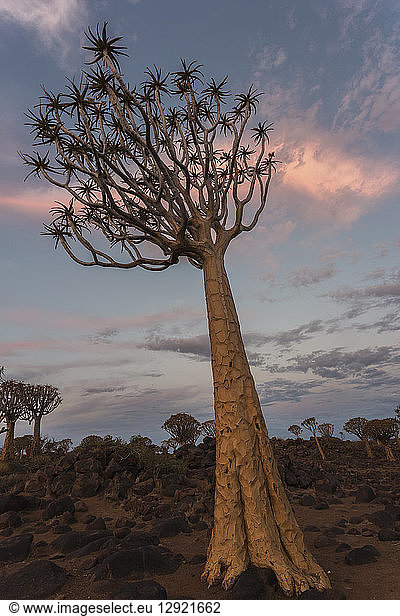 Quiver tree in twilight (kokerboom) (Aloidendron dichotomum)  (formerly Aloe dichotoma)  Quiver Tree Forest  Keetmanshoop  Namibia  Africa