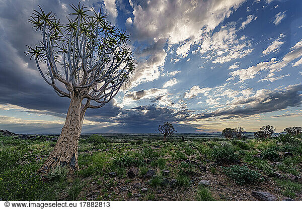 Quiver tree or kokerboom (Aloidendron dichotomum formerly Aloe dichotoma) Kenhardt  Northern Cape  South Africa.