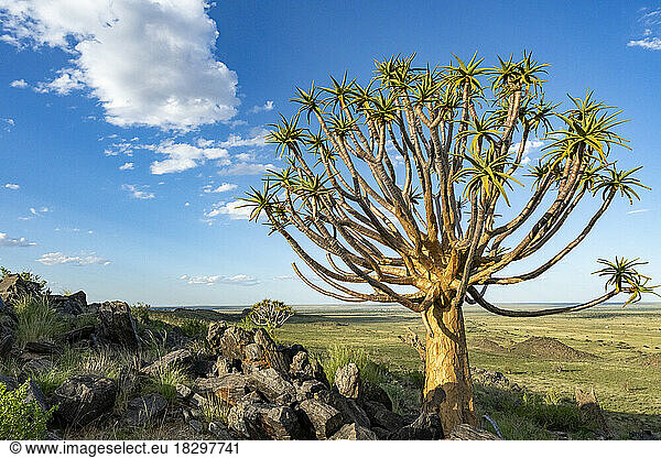 Quiver tree or kokerboom (Aloidendron dichotomum formerly Aloe dichotoma) Kenhardt  Northern Cape  South Africa.