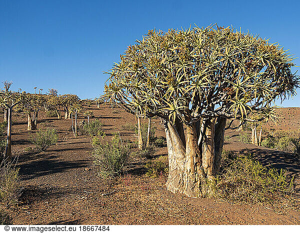 Quiver tree or kokerboom (Aloidendron dichotomum prev. Aloe dichotoma)  Northern Cape. South Africa.