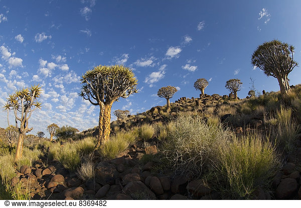 Quiver Tree With Cirrocumulus Floccus, Wide Angle Namibia