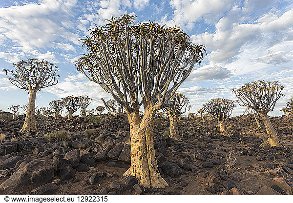 Quiver trees (kokerboom) (Aloidendron dichotomum) (formerly Aloe dichotoma),  Quiver Tree Forest,  Keetmanshoop,  Namibia,  Africa
