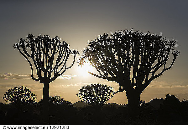 Quiver trees at sunrise (kokerboom) (Aloidendron dichotomum) (formerly Aloe dichotoma) Quiver Tree Forest Keetmanshoop Namibia Africa