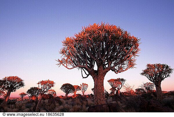 Quiver Trees at twilight  Keetmannshoop  Köcherbäume (Aloe dichotoma) in der Dämmerung  Namiba  Köcherbaum  Affodilgewaechse  Asphodelaceae  Namibia  Afrika